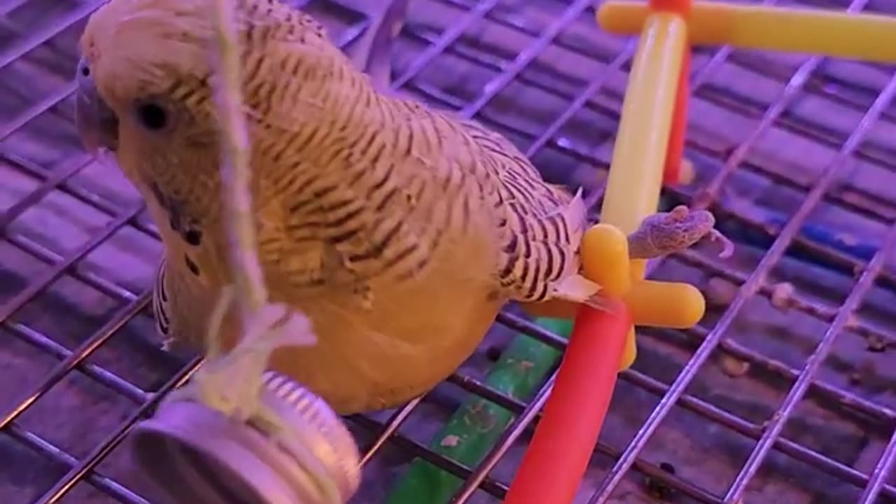 Coconut says.. I love you baby! #parakeet #birds #budgie #pets
