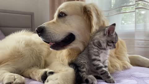 Golden Retriever and Baby Kitten Become Friends
