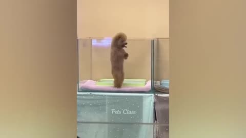 Funny Animal Moments Compilation