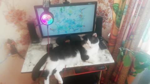 my cat