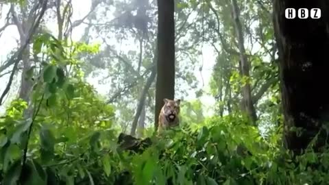 😈Tiger Angry Status - Tiger vs Police - Angry Tiger Attack 🔥_Cut