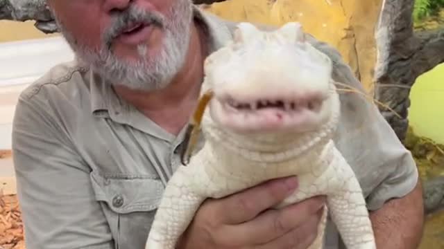 Coconut the albino gator loves her shrimp but in real life she will eat anything