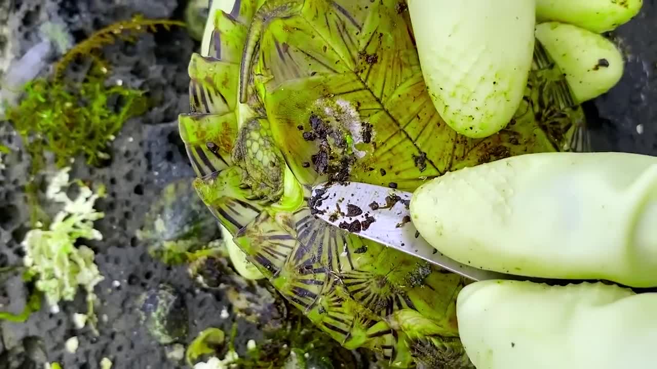 Sea turtle become kings of prey after removing millions of sea creatures and barnacles on shell
