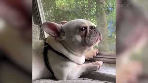🤣 Funniest 🐶 Dogs and 😻 Cats - Awesome Funny Pet Animals Videos 😇