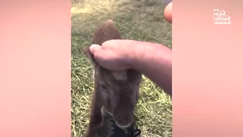 Funny pet