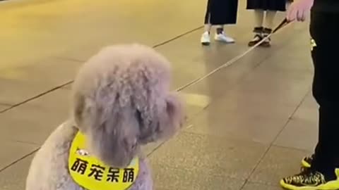 Baby_dogs___Cute_and_Funny_Dogs_Videos_Compilation_2021_Cute_animals_videos