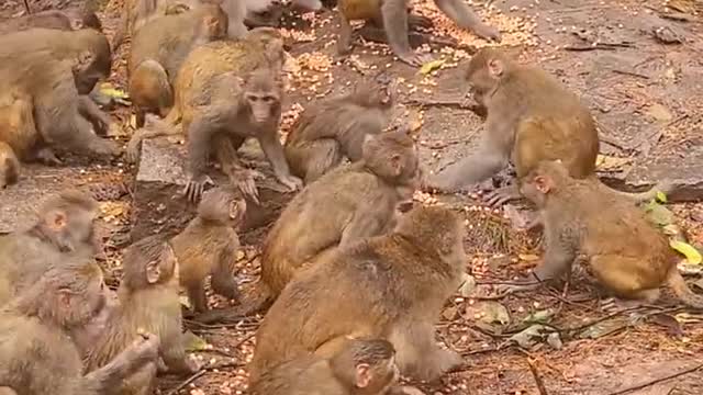 Poor Monkey - Give a way - the world is beautiful