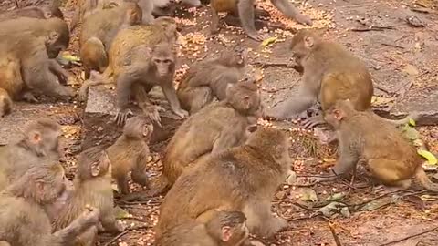 Poor Monkey - Give a way - the world is beautiful