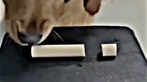 Respect this kind Dog😊🥰