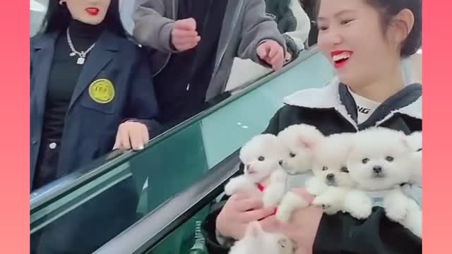 cute and funny dog video complition #short