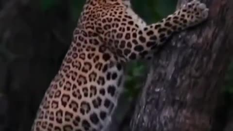 Wildlife in closer view with a natural perspective.