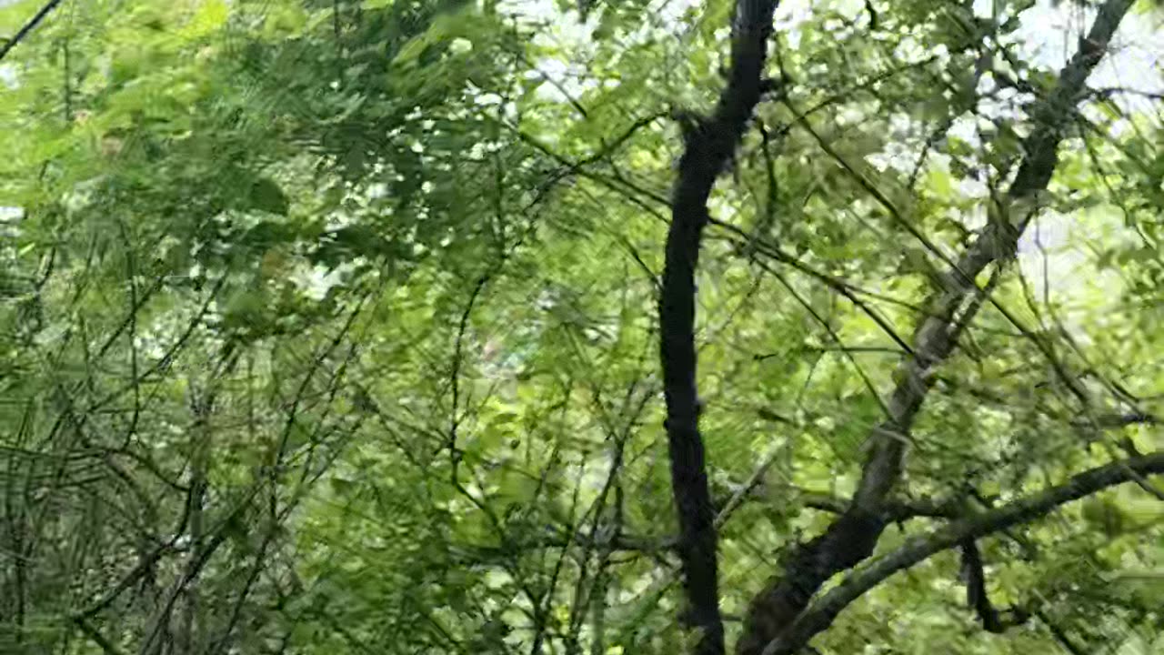 Enjoy with forest 🤣