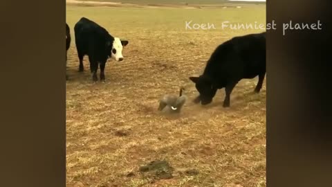 funny animal 2024 collection