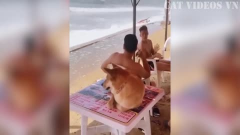 Funniest Cats and Dogs Compilation | Best Funniest Video 2023 | Funny Animal Videos