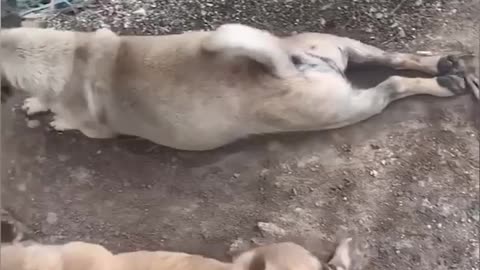 Funny Cats & Dogs - - Funny Animal Videos