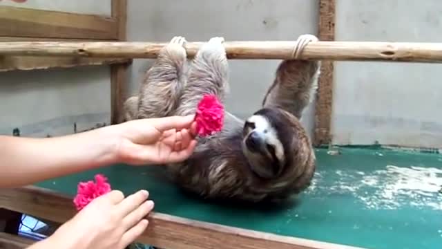 Sloth wants a hug! Omg she's so cute