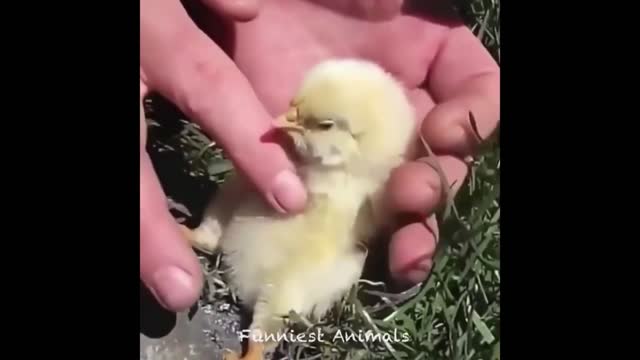 the most incredible, cute and funny videos of pets, try not to laugh with these videos