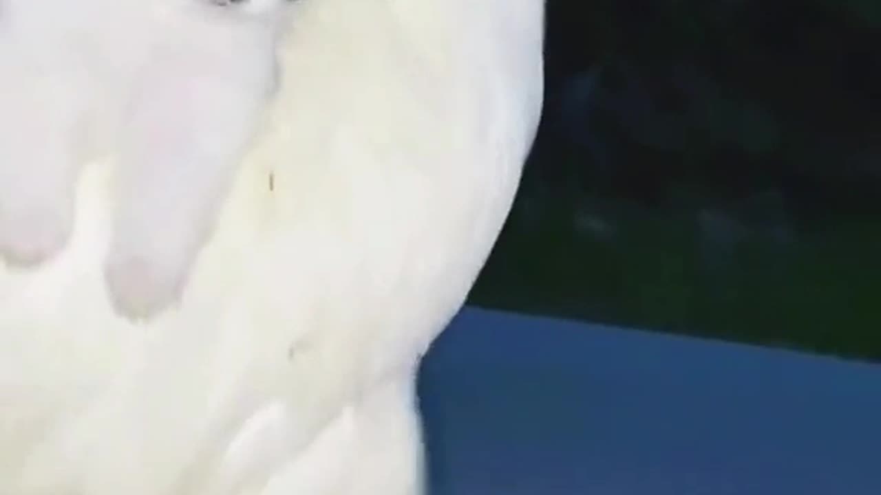 funny pets video #funny #pet #pets #funnypets