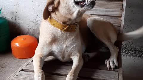 Dog Only Smiles When Asked for the Seat