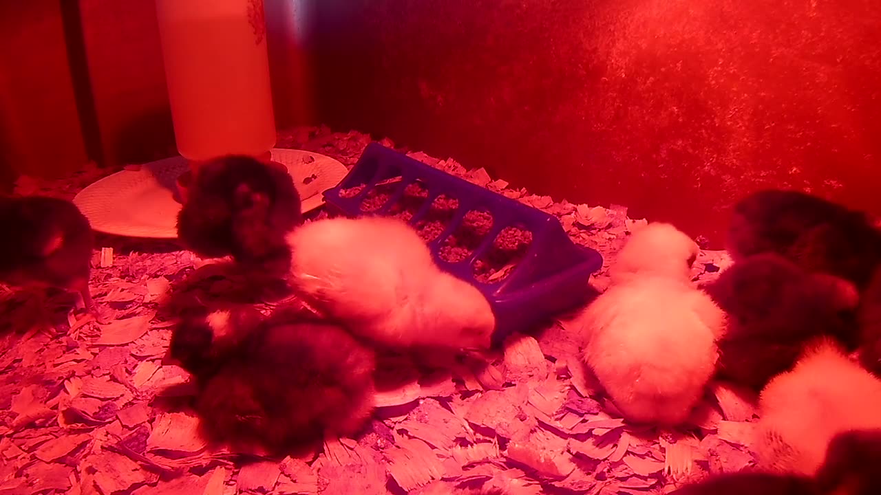 Home Hatched Layer Chicks
