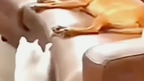 Funny Animals Video