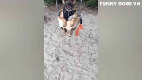 Funny animal vidio 2022