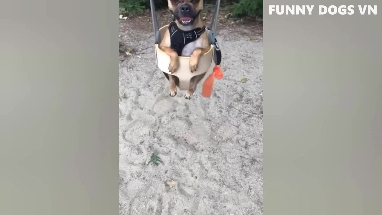 Funny animal vidio 2022
