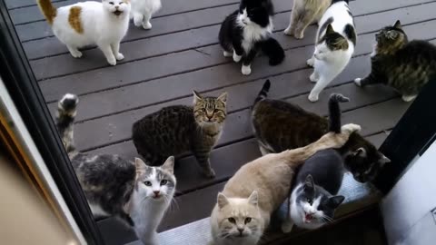 Protest against pet injustice