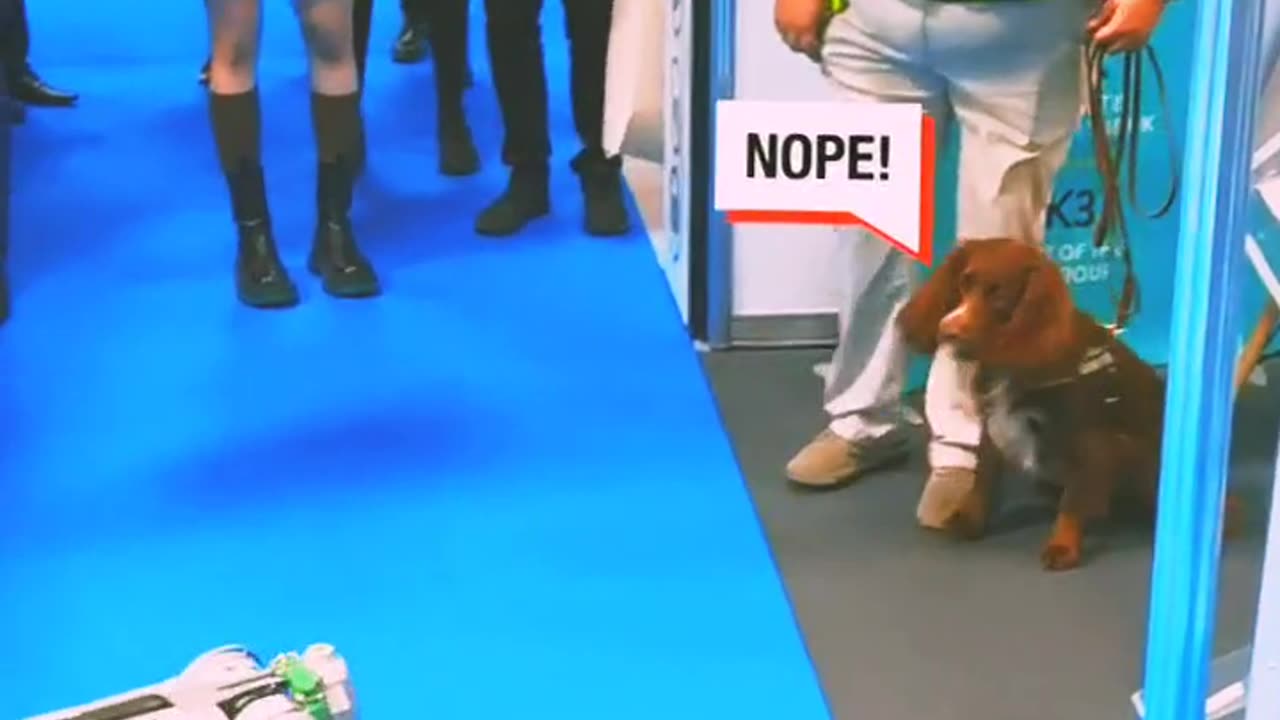 Dog funny videos