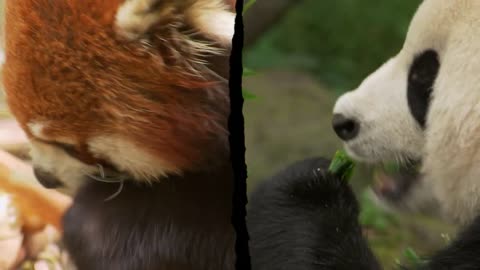 CUTE RED PANDA CREATURE ADVENTURE | The Real-Life Wild Kratts