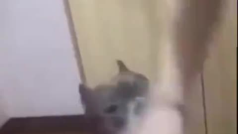 Teaching Your Pet Not To Chew Things