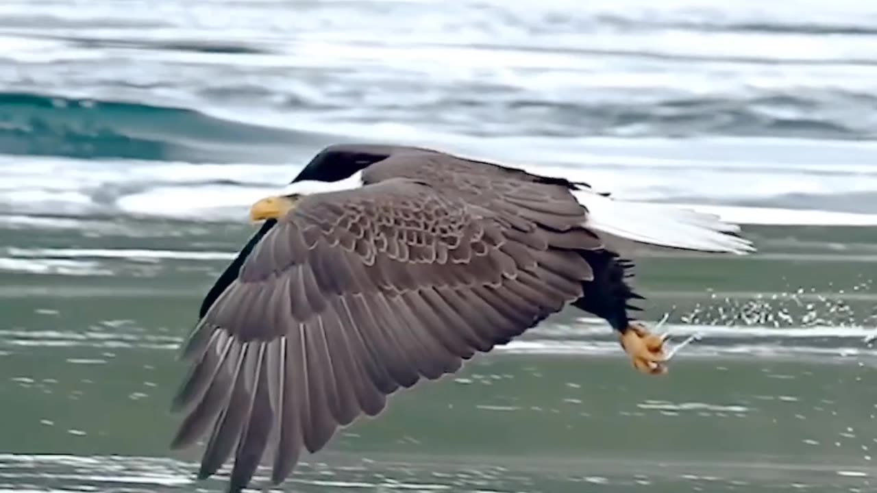Amazing Eagle