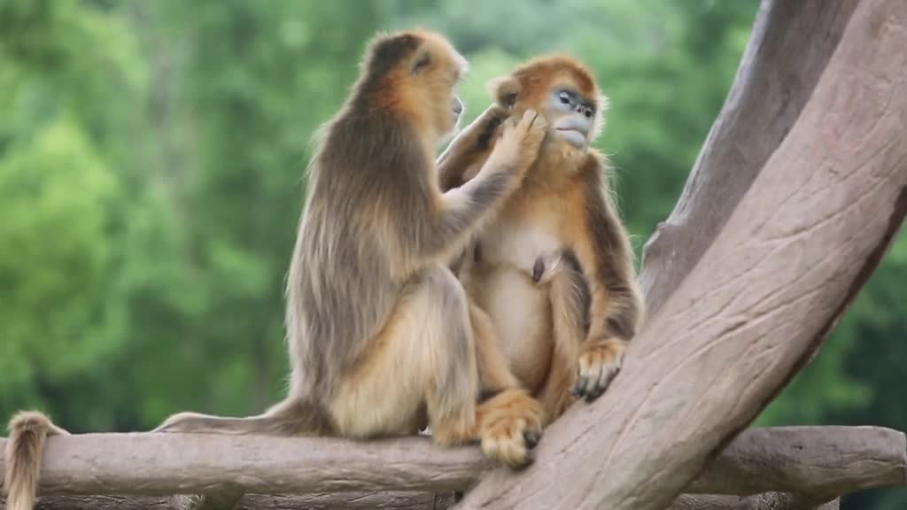 Goddesses look at my monkey family status is still ok