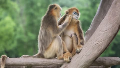 Goddesses look at my monkey family status is still ok