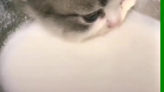 Cat Drink the Milk