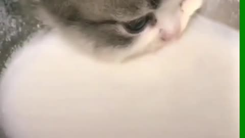 Cat Drink the Milk