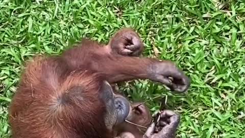 🤣Naughty urangutan at the zoo🤣😁