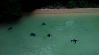 Penguins at the Zoo
