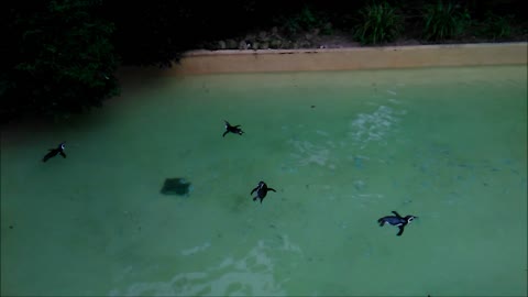 Penguins at the Zoo
