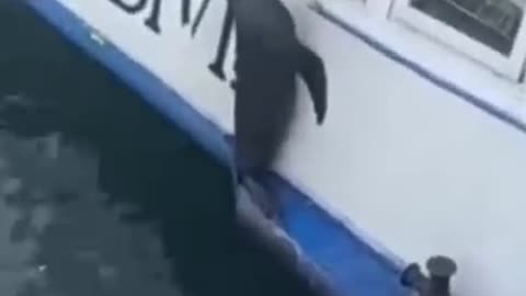 Animal Playing Funny Video/ A Fun Way to Connect with Others