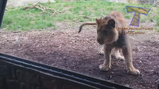 AVOID CATS! Zoo animals vs. funny kids are way funnier! - AVOID LAUGHING