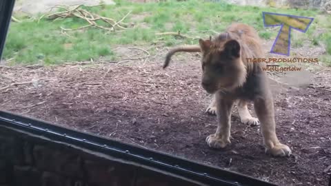 AVOID CATS! Zoo animals vs. funny kids are way funnier! - AVOID LAUGHING