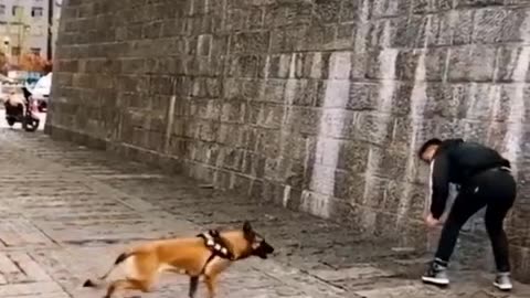 Funny Dogs And Cats Videos 2023 😅👌 - Best Animal Videos Of The Month