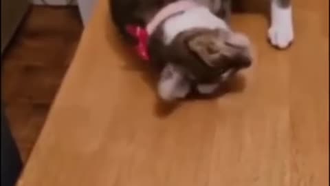 Funny Animal Shorts