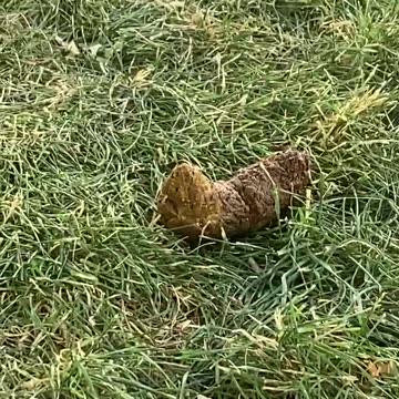 He fine n its been hot af 🤔