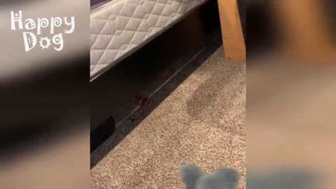 Cute cats and Dogs | Funny video #102