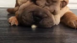Shar Pei puppy struggles to eat banana from floor