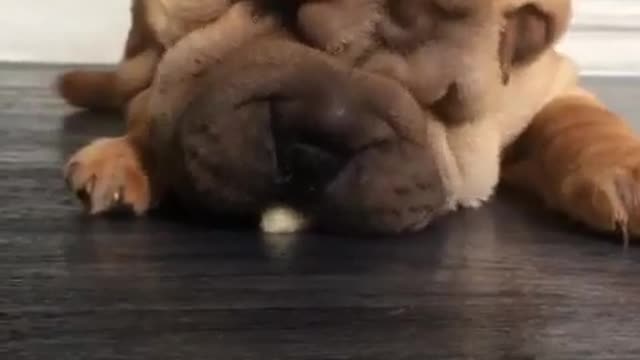 Shar Pei puppy struggles to eat banana from floor