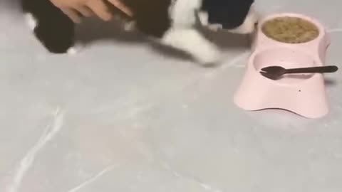 Animal cat funny video.