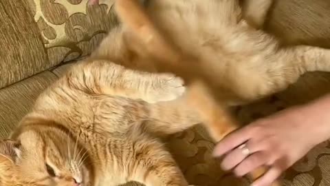 Just cat fun